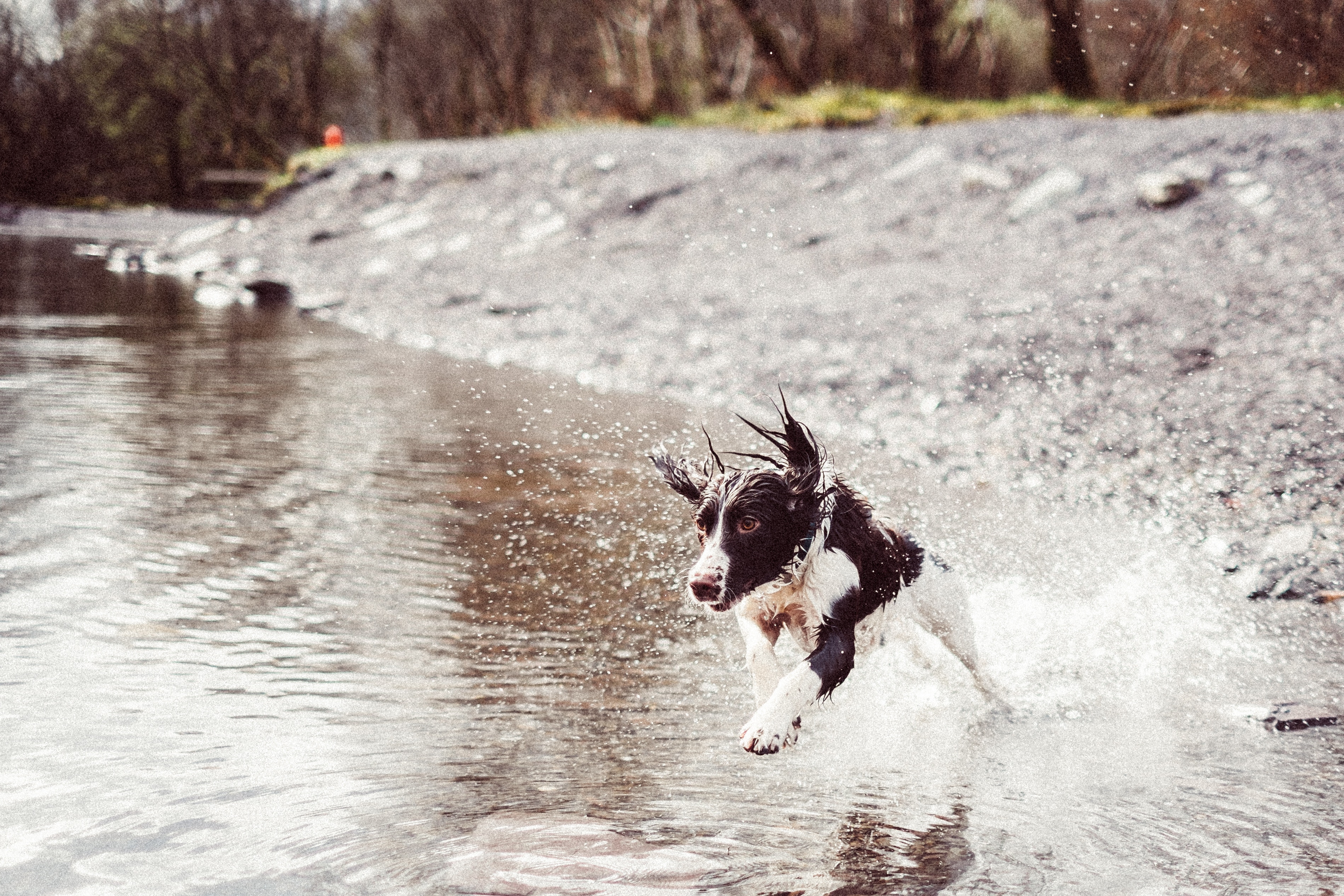 Dog splashing in water 