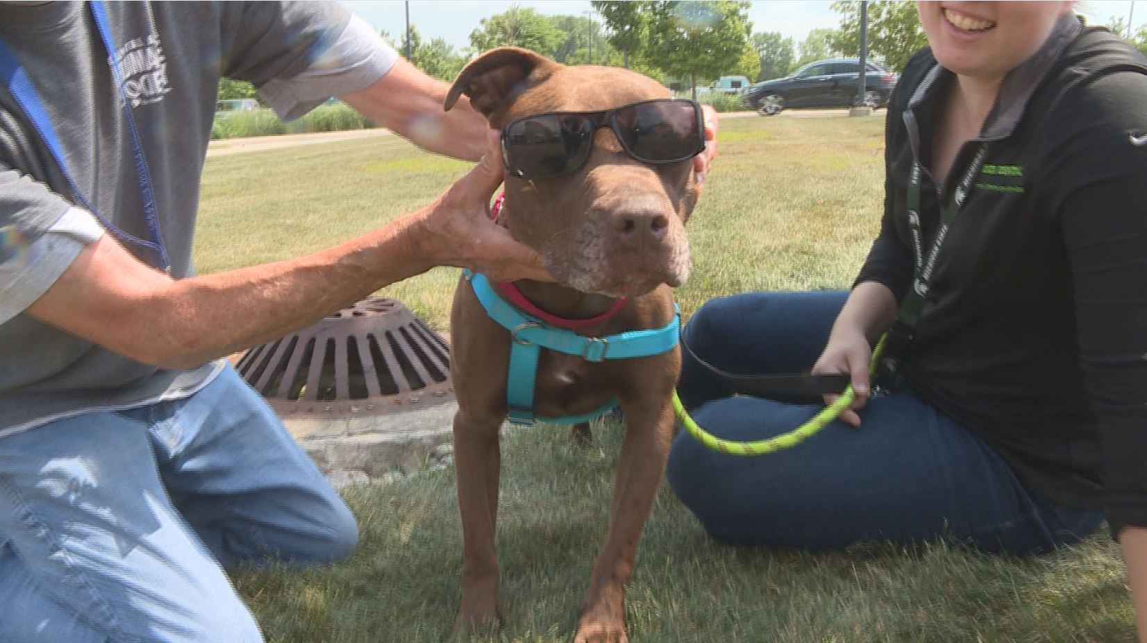 DELTA DENTAL DOGS.JPG