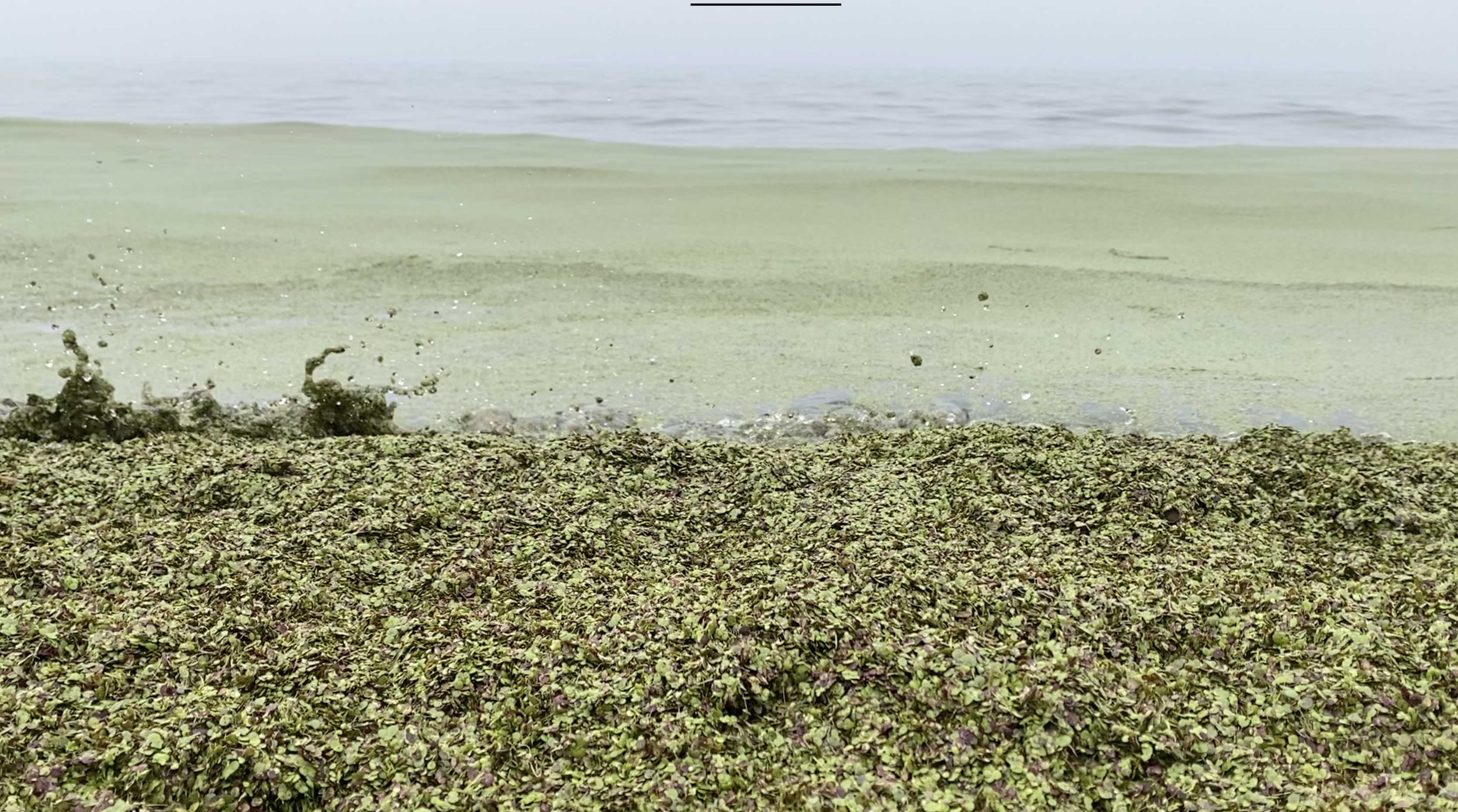 Green material covers sand at Laketown Beach 