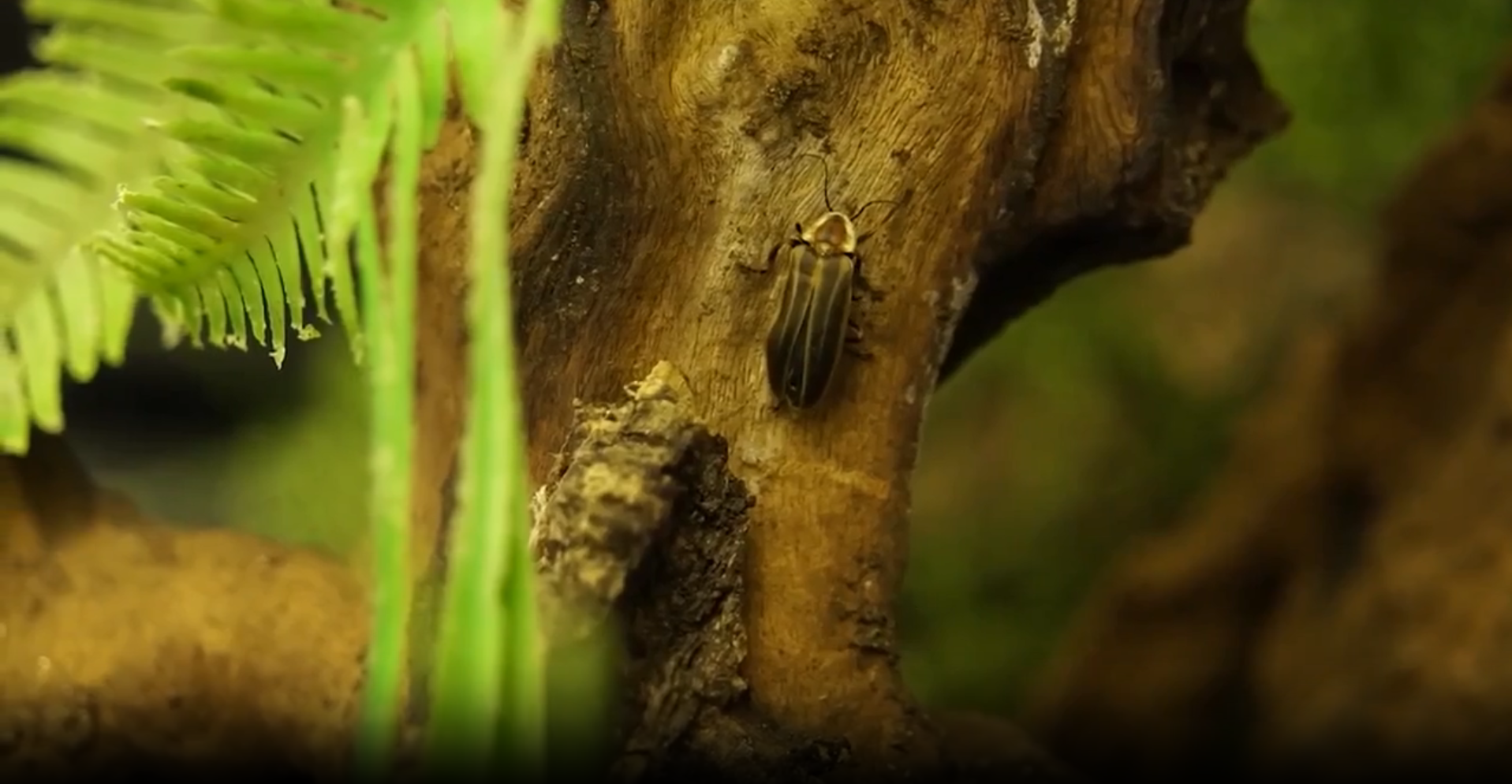 Researchers want to boost Colo. firefly populations. This year's warm winter could pose new challenges.