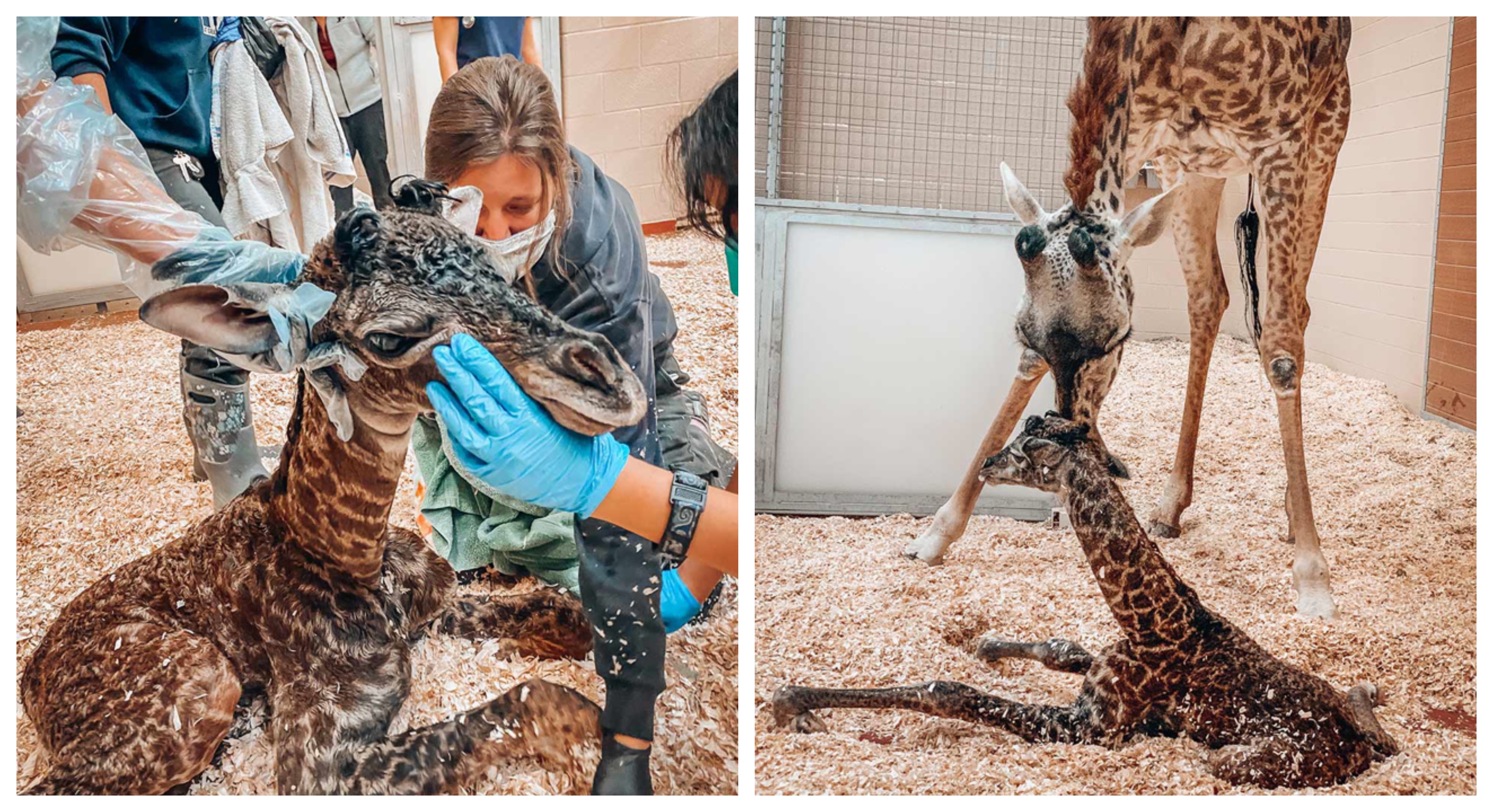 GiraffesNashville.jpg