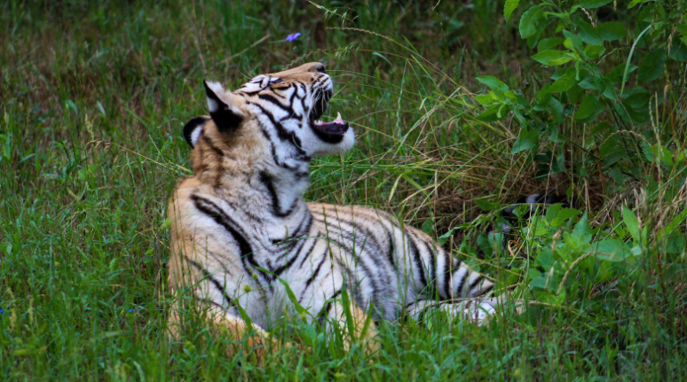 India the tiger