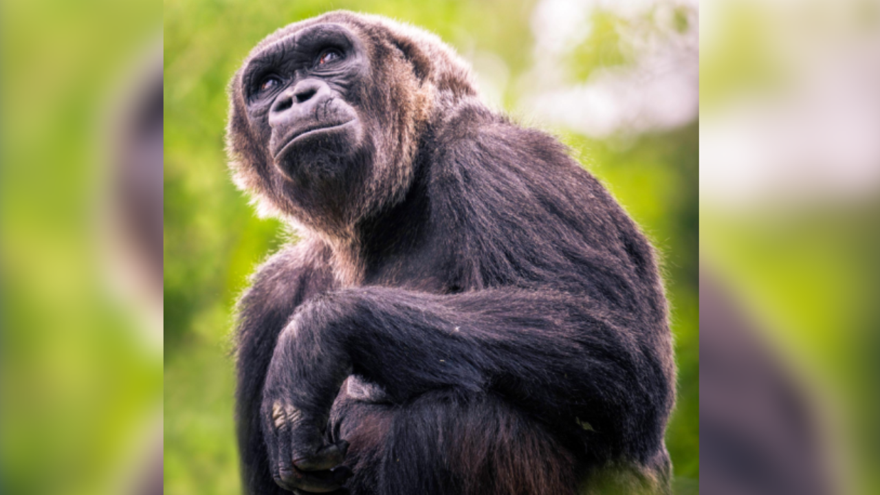 Hogle Zoo euthanizes newborn gorilla after being injured during troop conflict