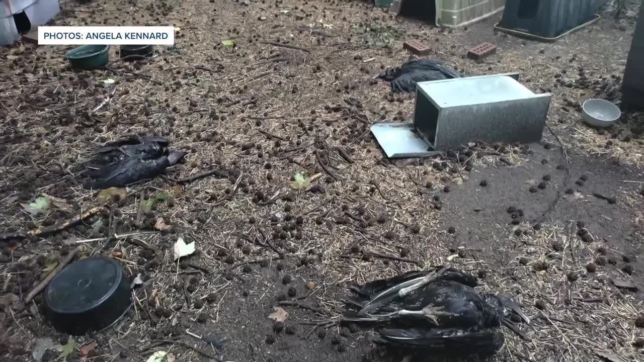 Dead vultures in Colonial Heights July 2025