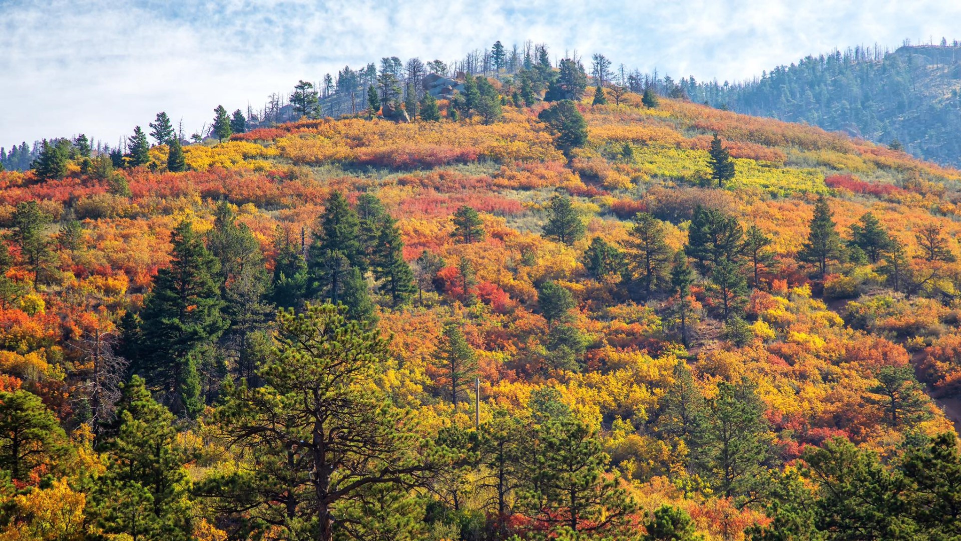 Fall colors near Woodland Park