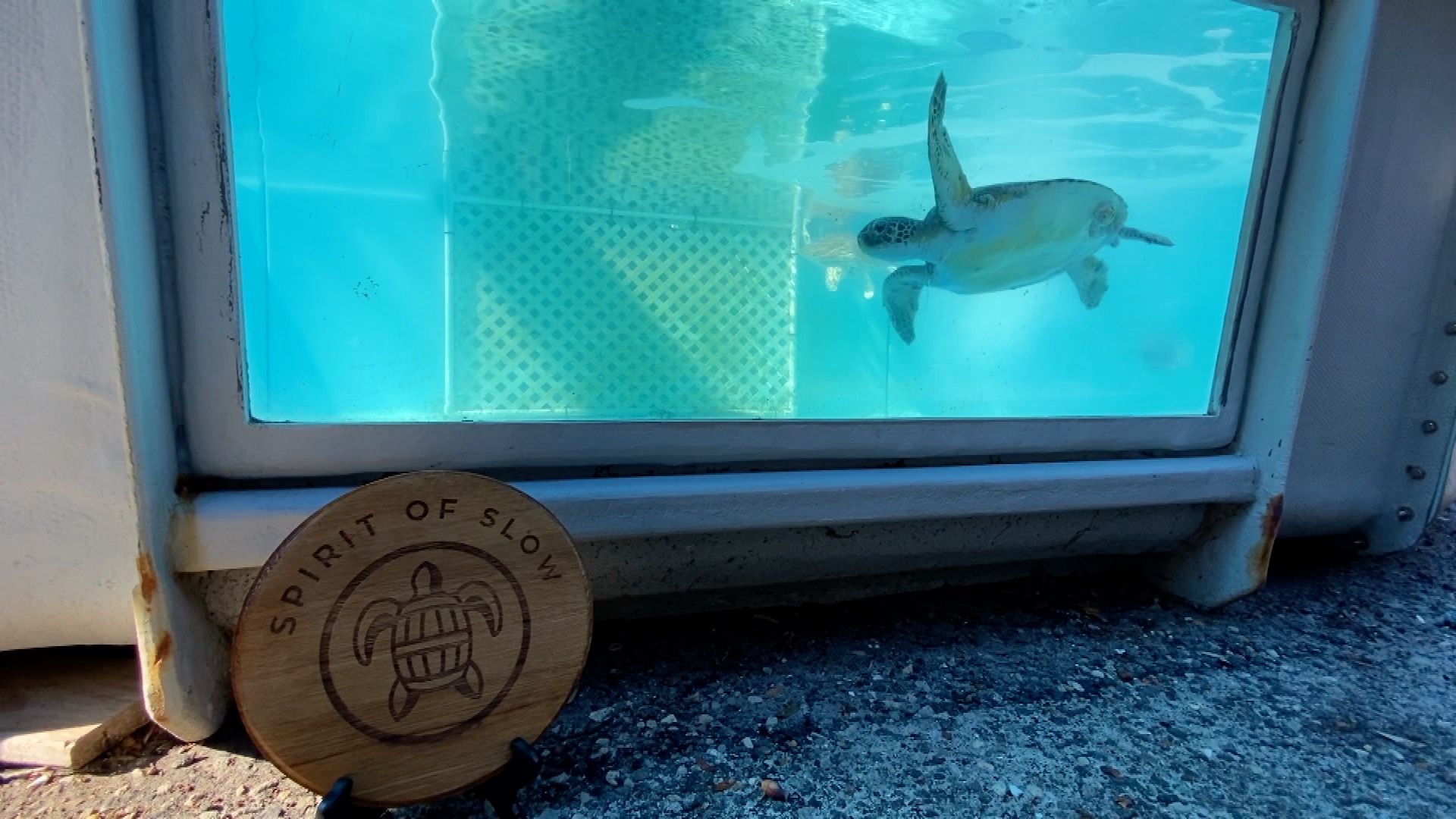Purchase of local rum benefits sea turtles - Vimarsana News