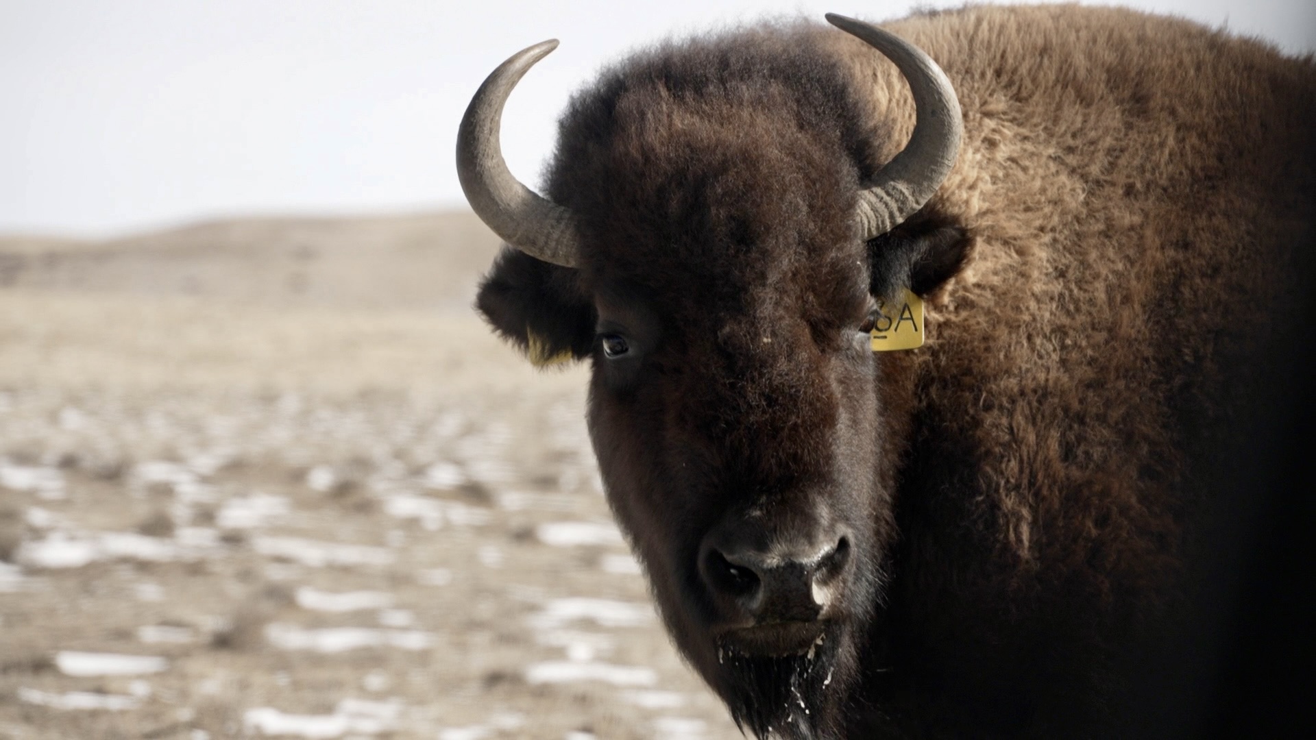 bison in northern Colorado.jpg