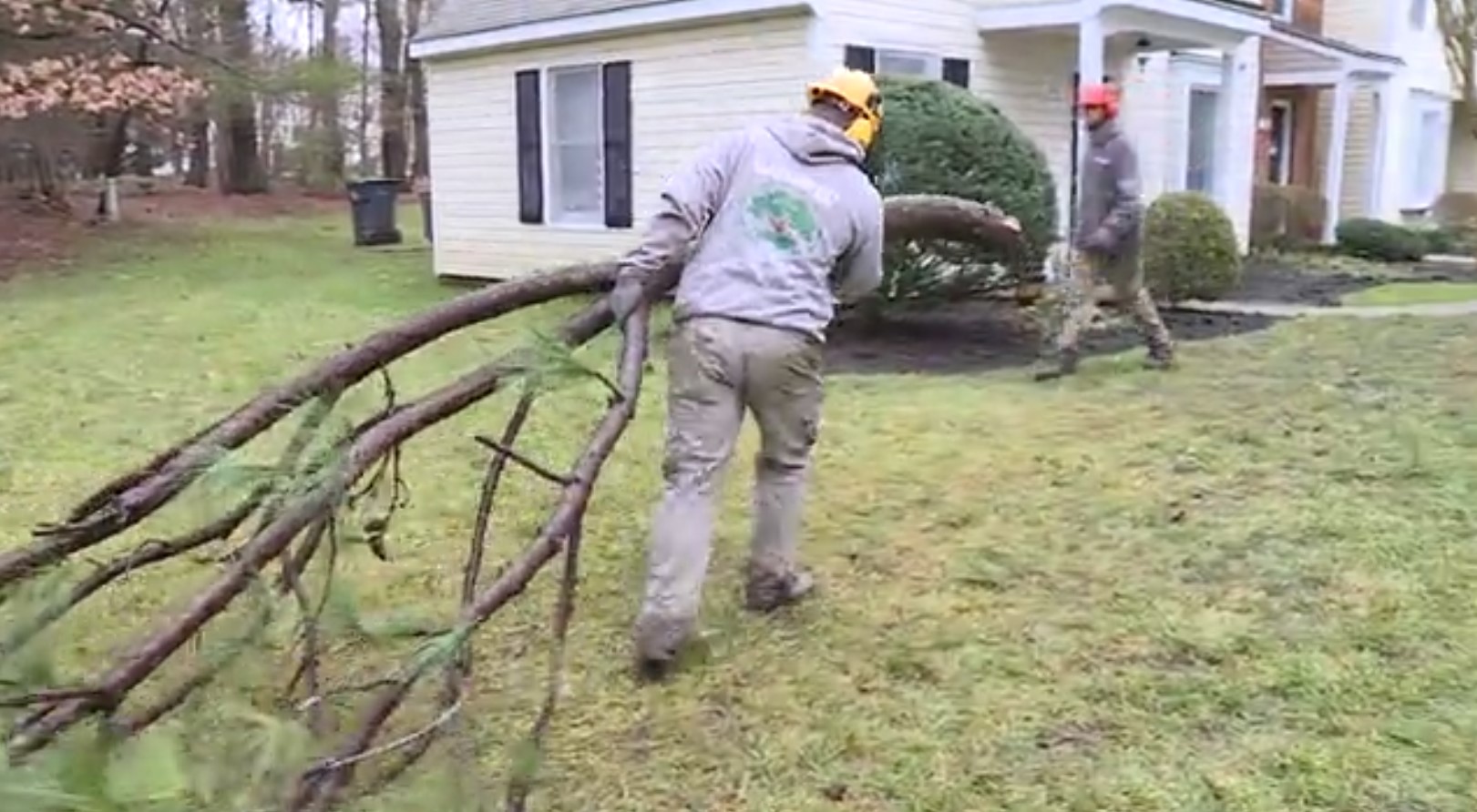tree removal.jpg