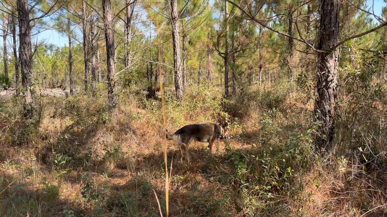 K-9 searching for Ian Rogers in search on 11/20/25