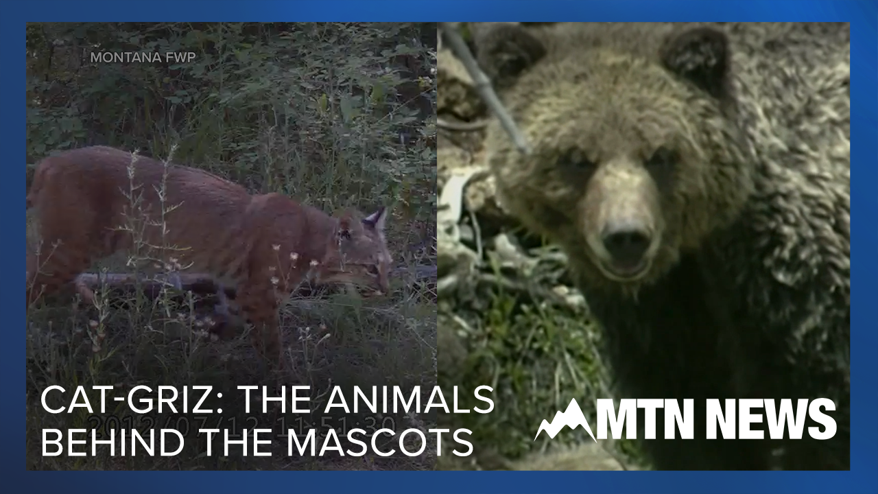 Cat-Griz: Animals behind the mascots