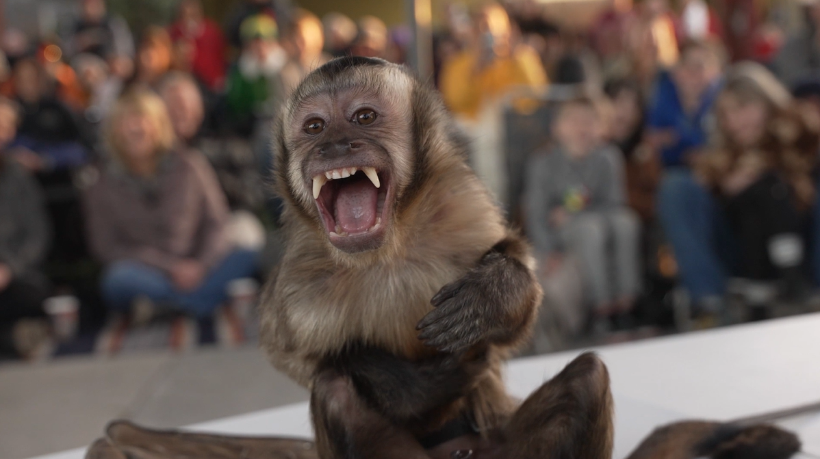 zoo to you holiday event