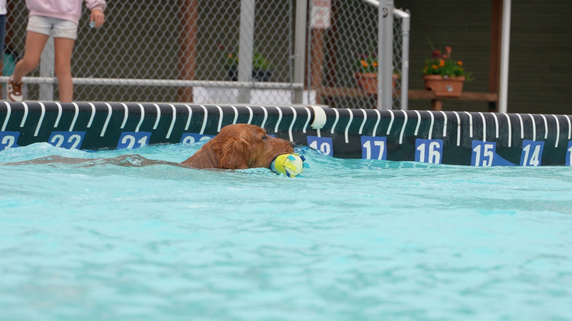 Roy Dock dogs.jpg