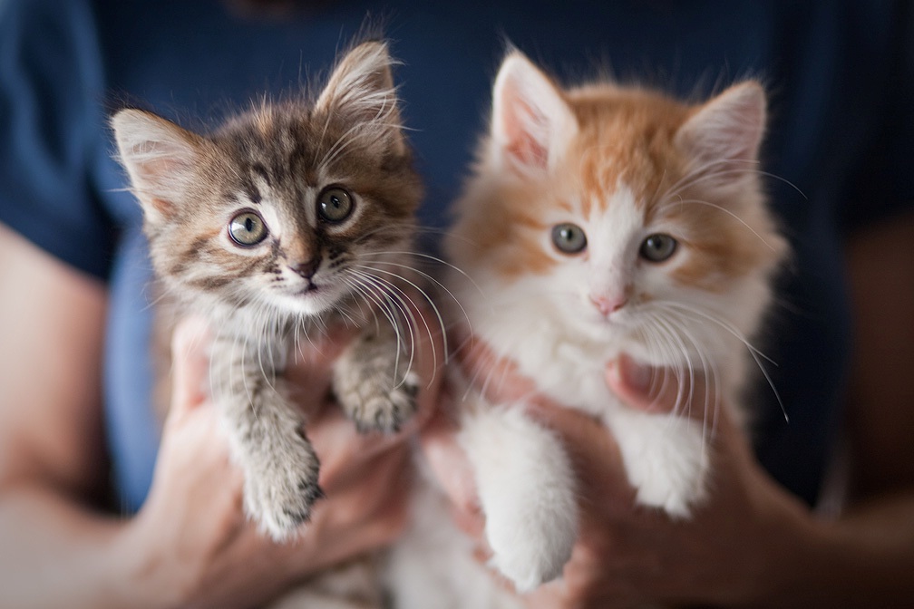 Kittens.JPG