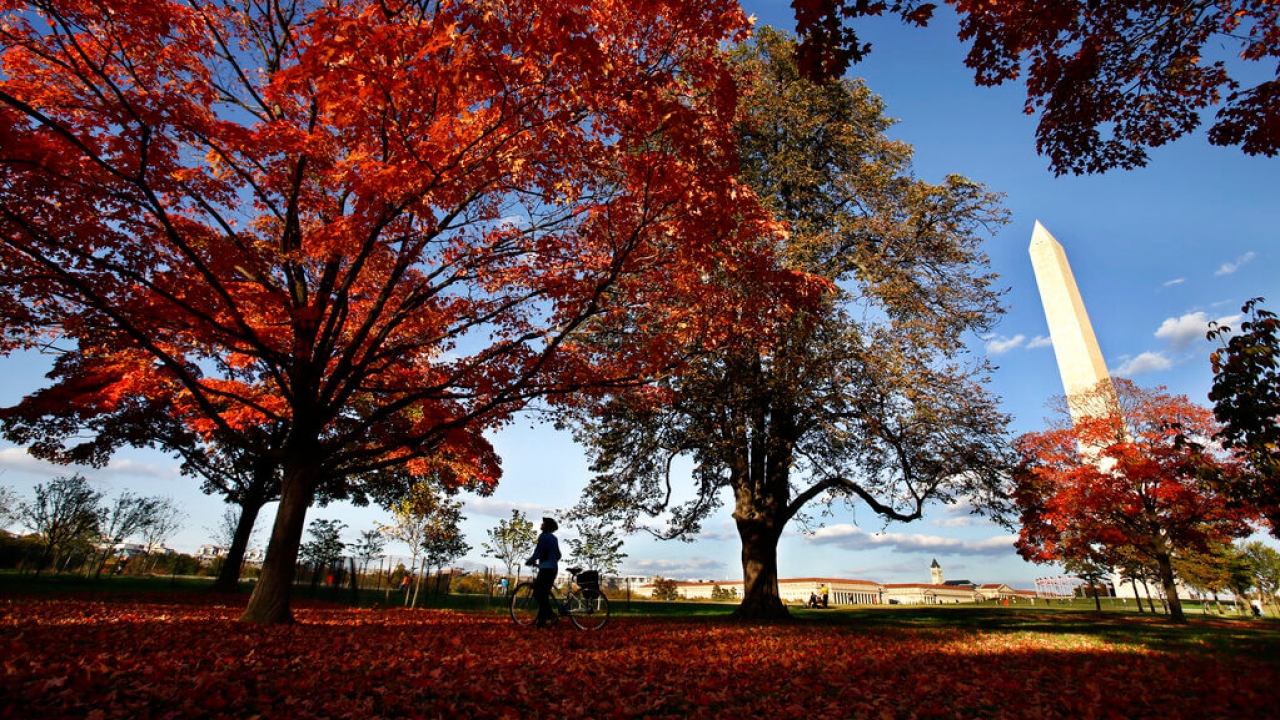 A cyclist looks up at red fall leaves by the Washington Monument.