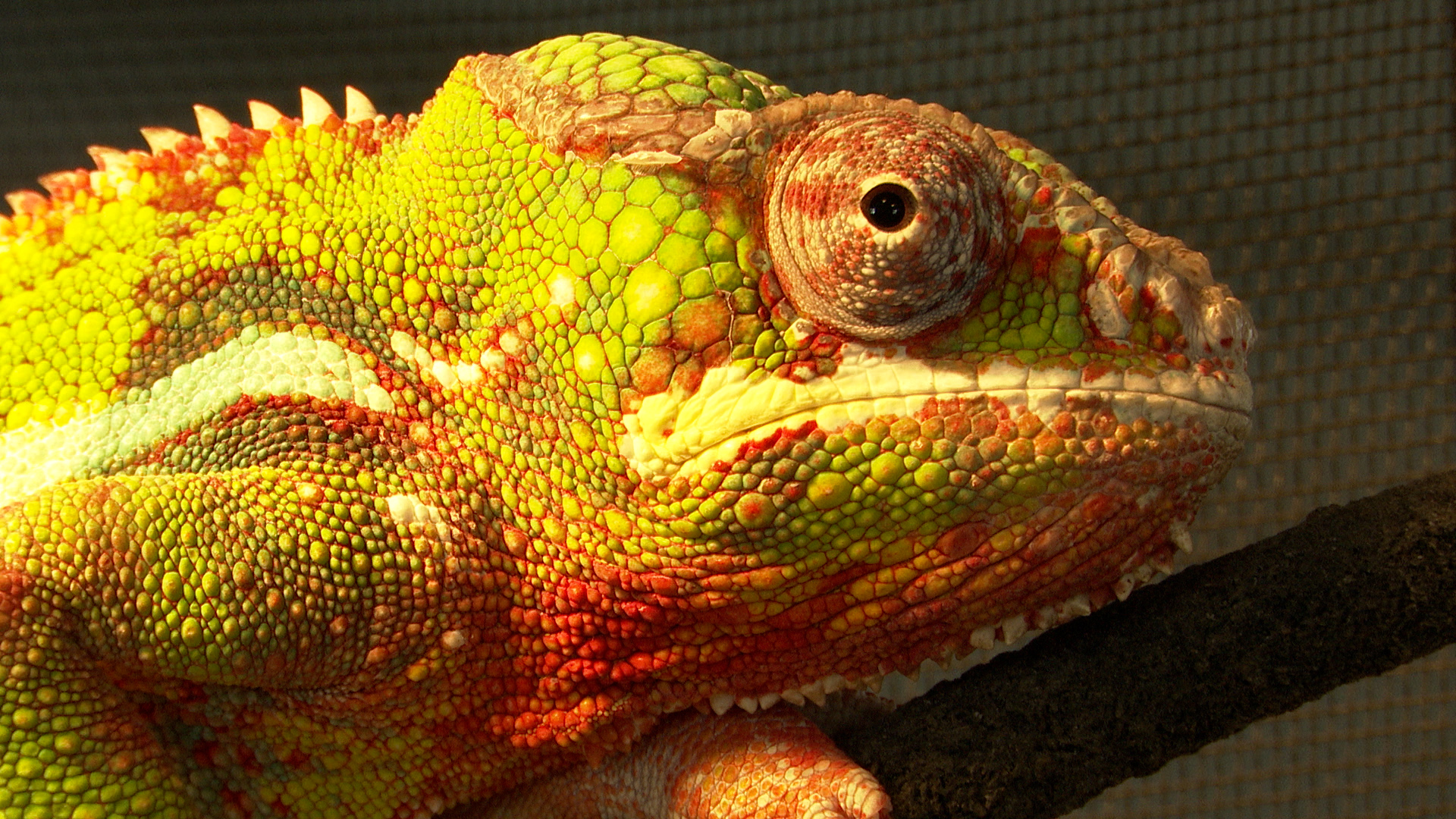 Animal Tracks Chameleon 