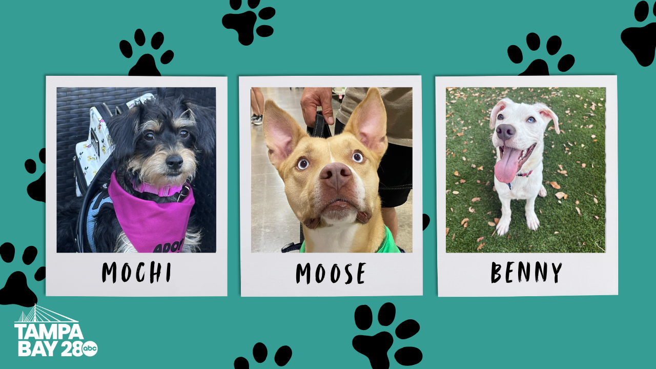 Tampa Bay 28 - Rescues in Action2.png