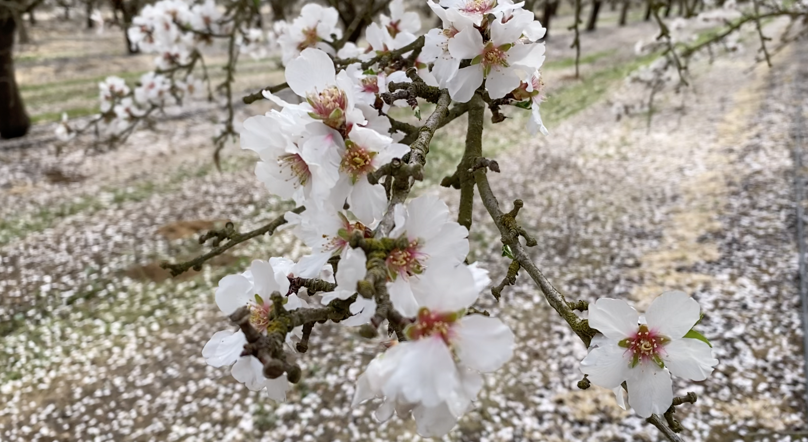 Almond season