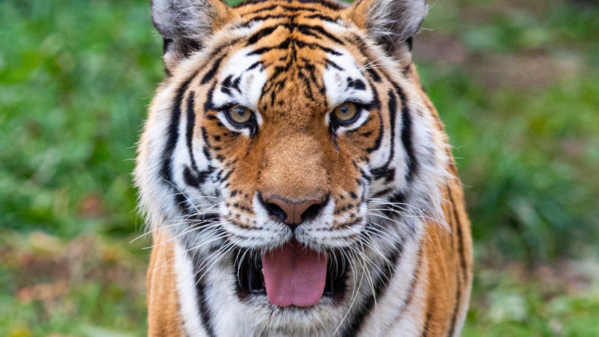 TIGERjpg
