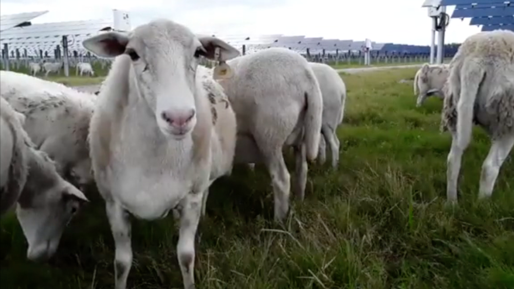 sheep grazing at TECO solar farm