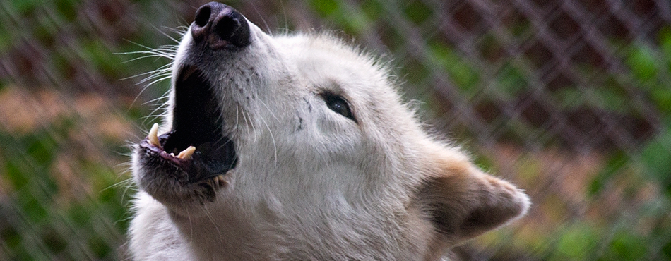 howling timbers