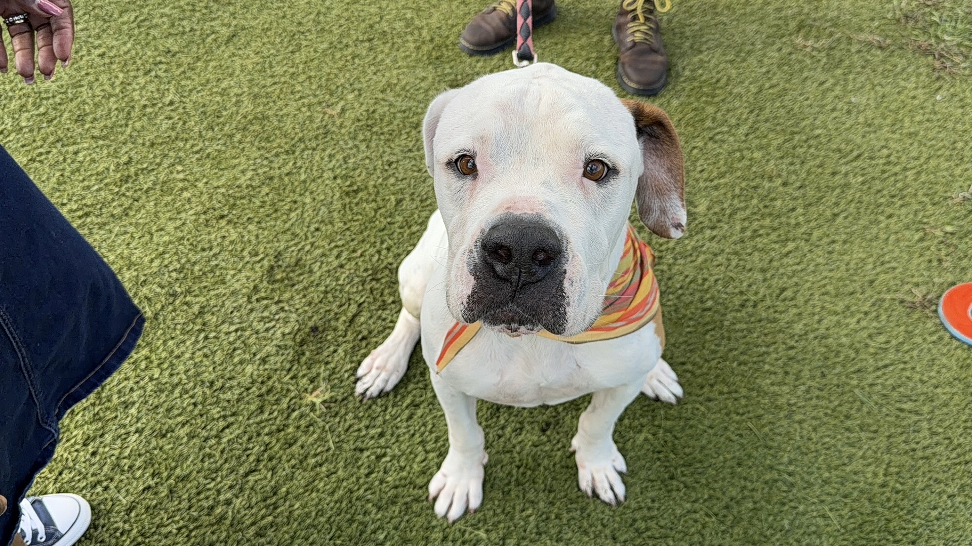 Adopt a WPTV Underdog to bring home for the ‘howl-idays’! – NYLANEWS.com