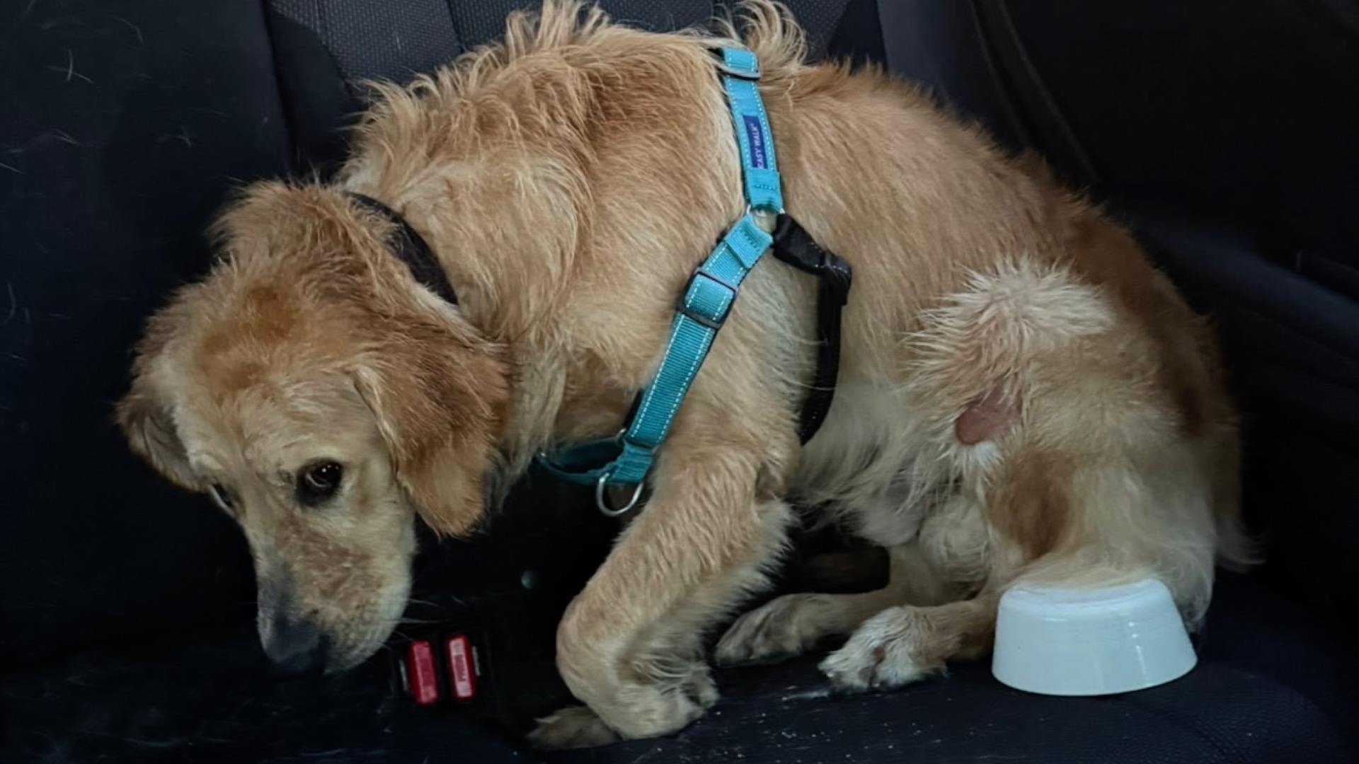 Picture of Baylor, golden retriever who allegedly suffered injuries at dog trainer facility