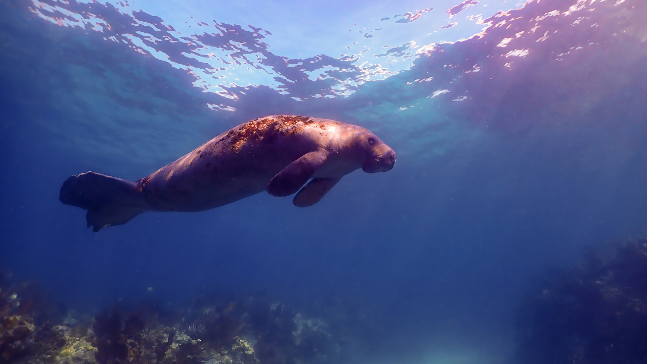 USA_Florida_2025_Daniel Eidsmoe_Manatee swimming through sun rays