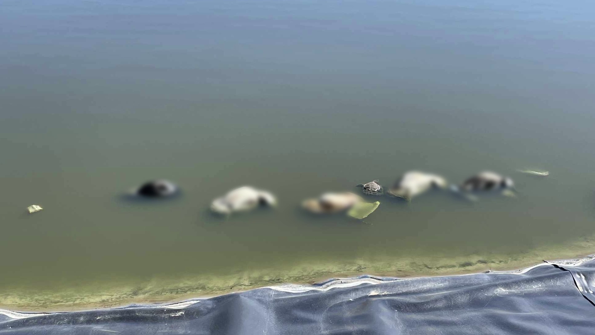 Dogs drown in wastewater ponds near Lodge Grass