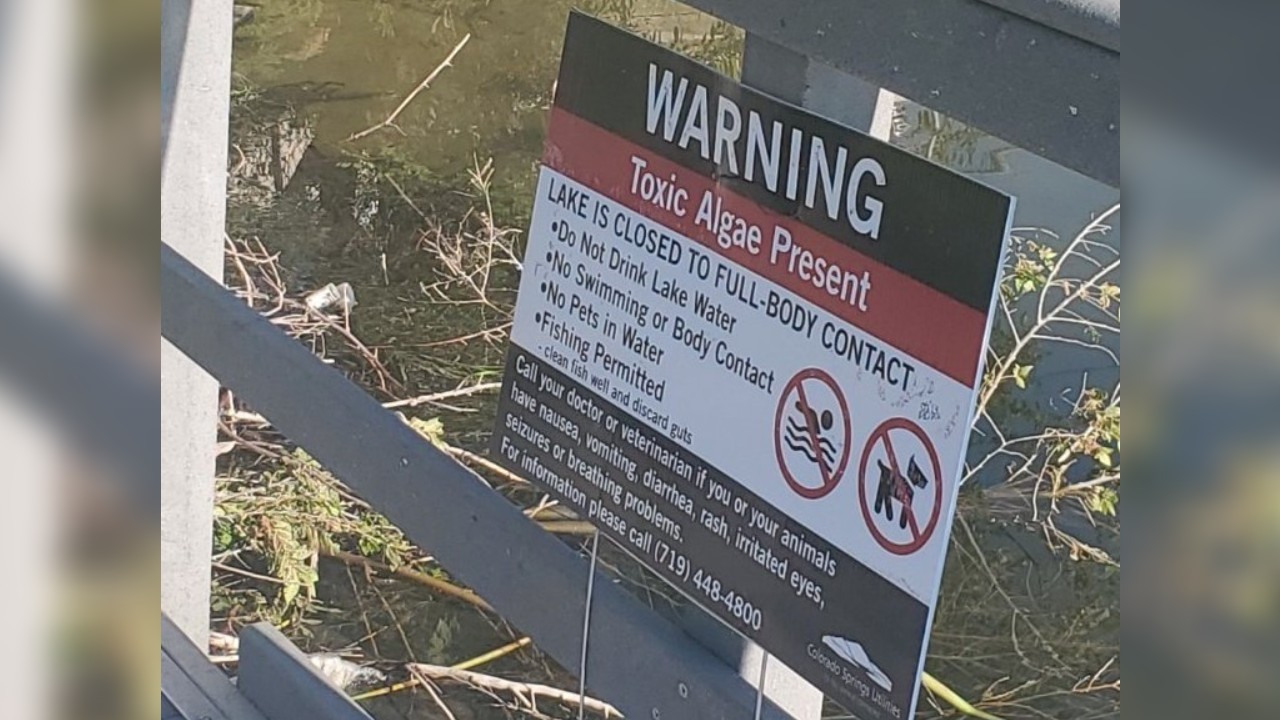 Toxic algae.jpg