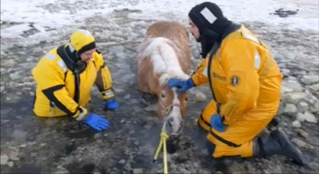horse rescue.jpg