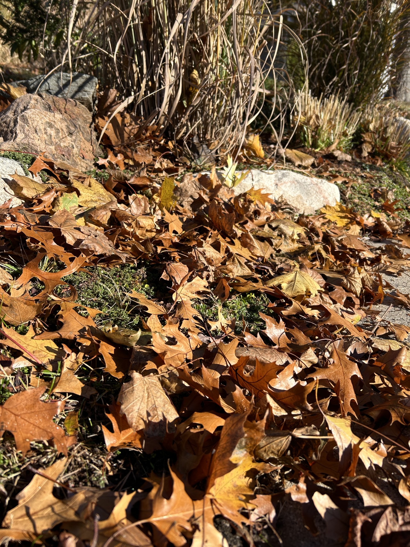 Leave the Leaves.jpg