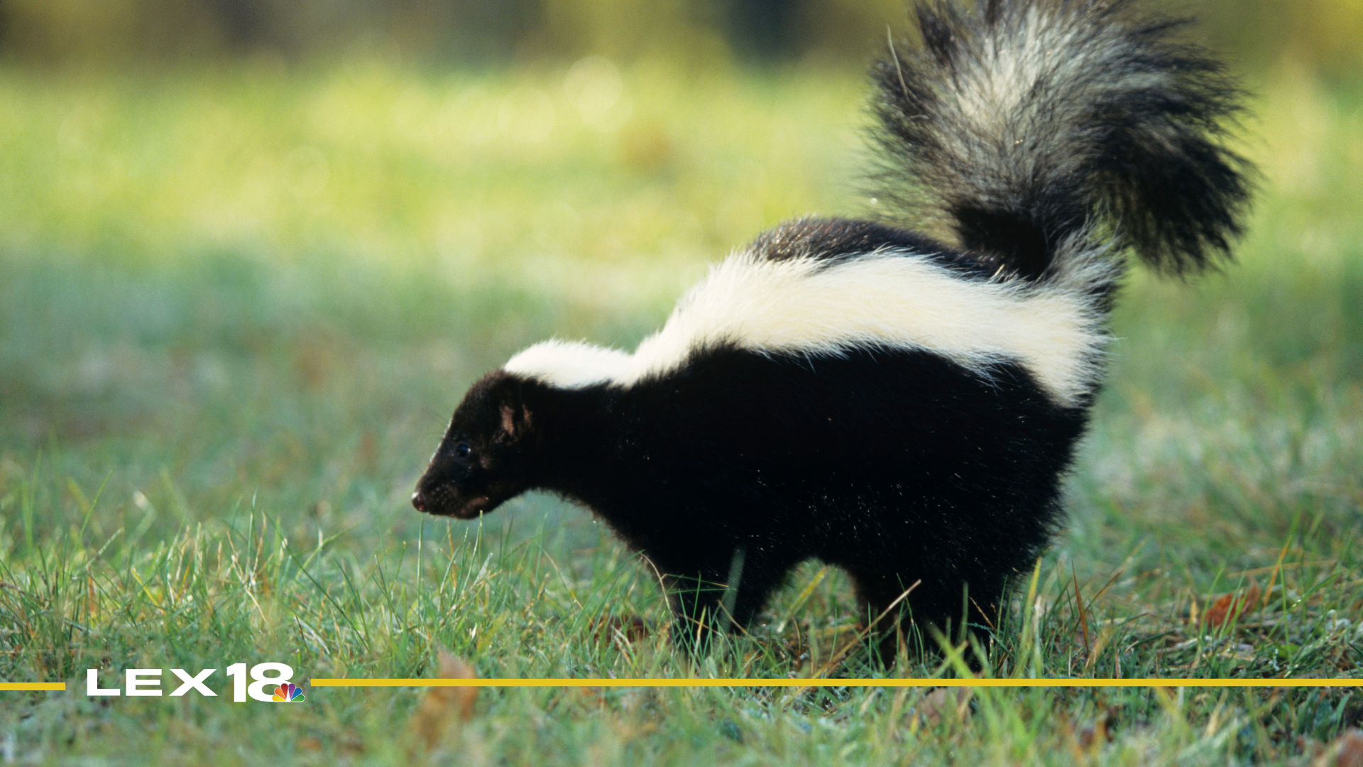 Skunk photo