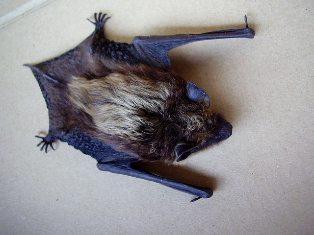 bat_1492467967.jpg