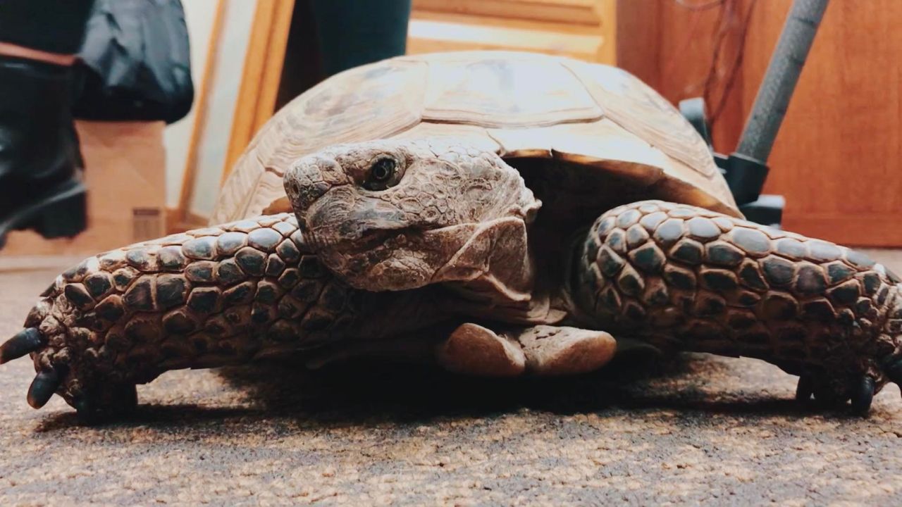 gopher tortoise
