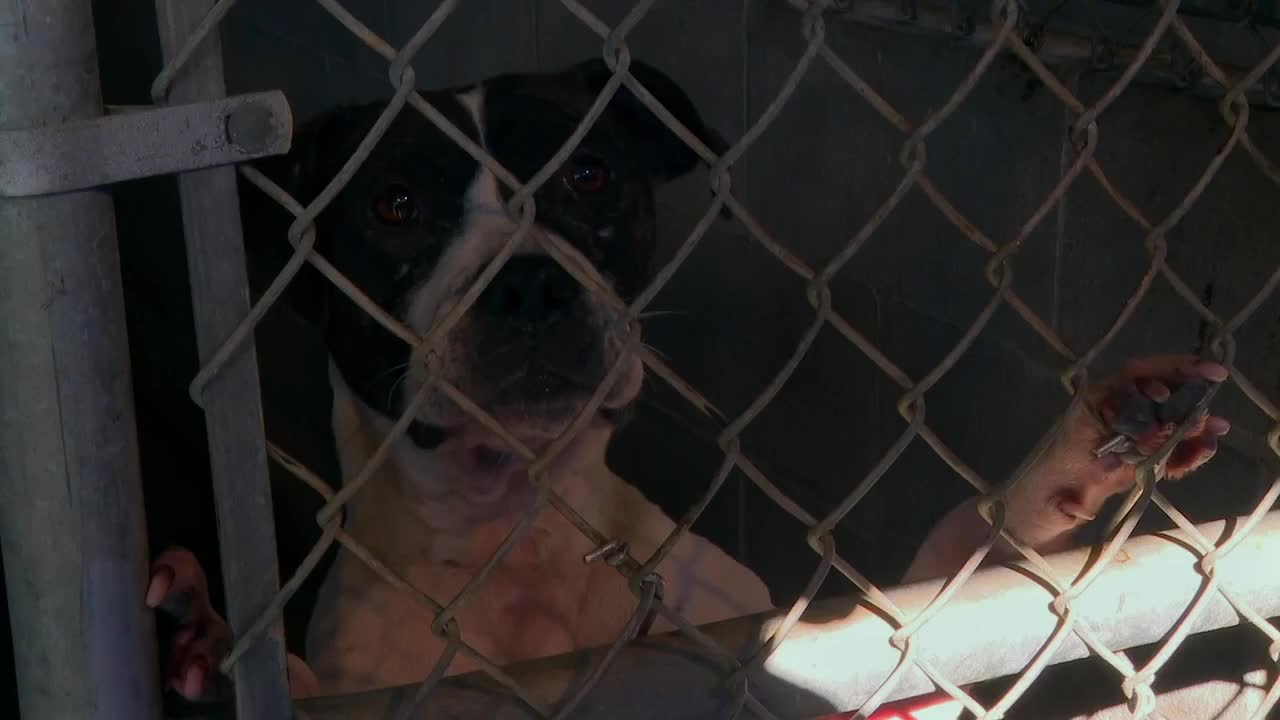 animalcontrol.jpeg