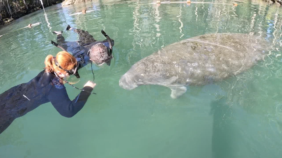 Crystal River manatee