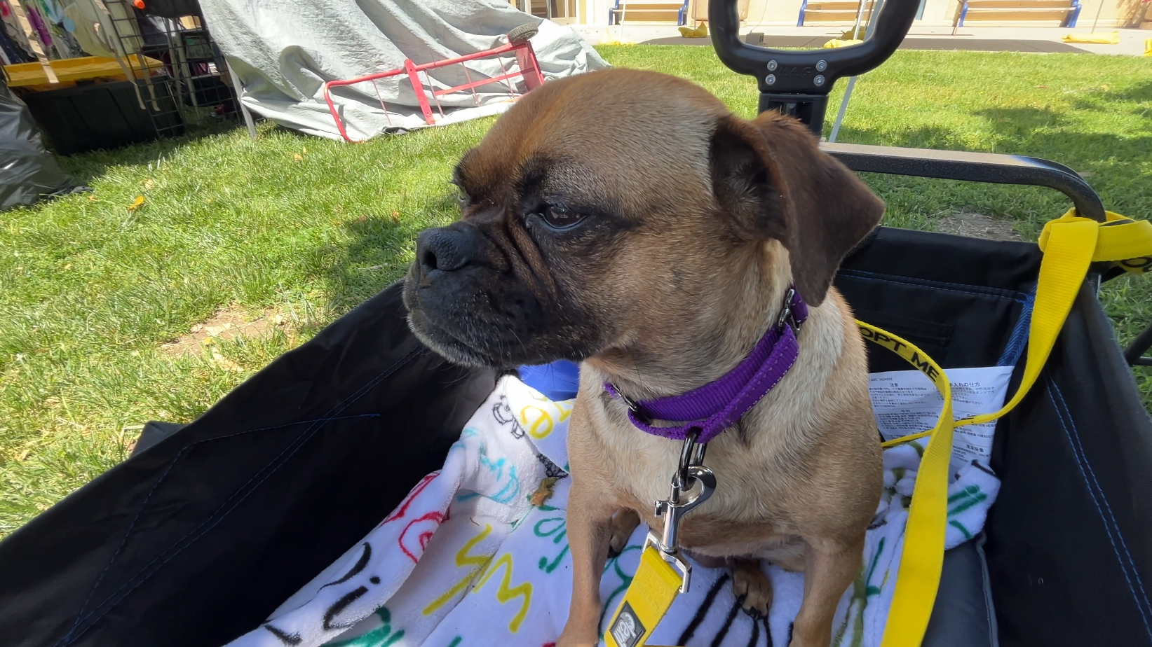SBC animal services strawberry festival.png
