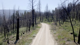 Sediment Samples Show Wildfires Are Getting Worse