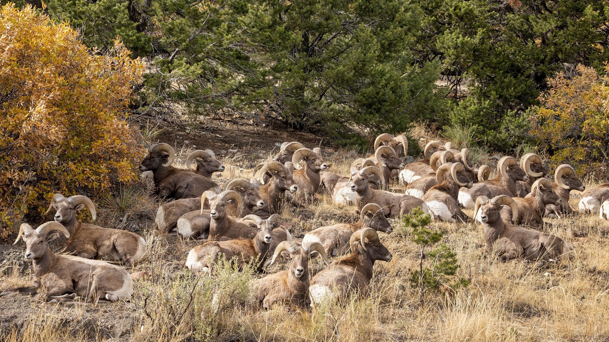 Larry Marr Garden of the Gods herd of bighorn sheep