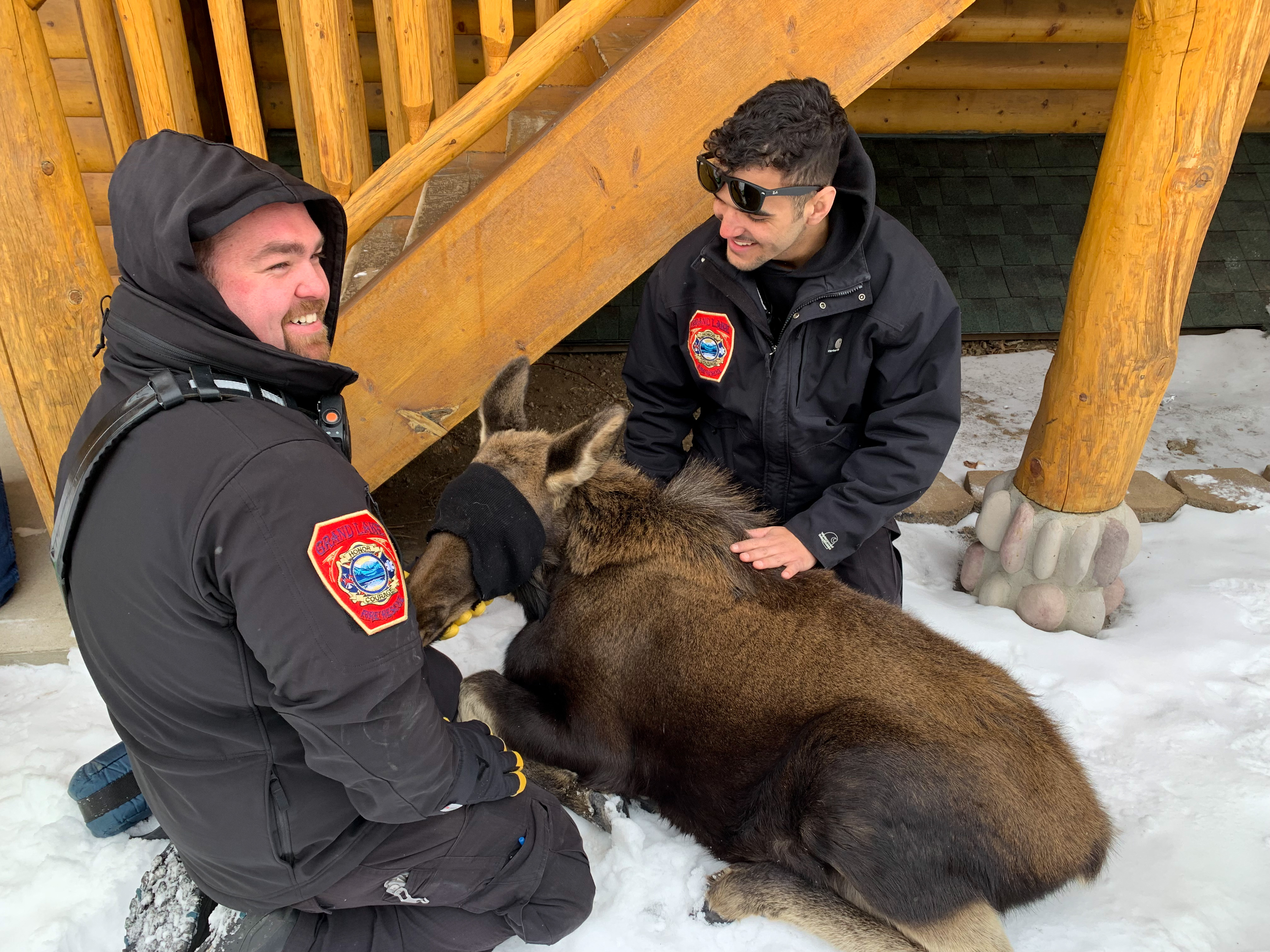 CPW wildlife officers move yearling moose to a trailer for relocation