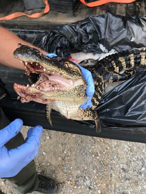 ALLIGATOR.jpg