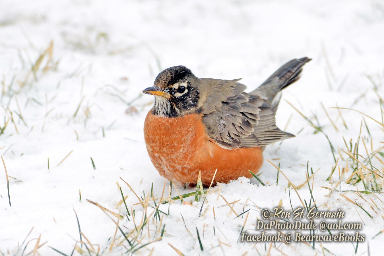 Robins are staying in west michigan this year, ron photo