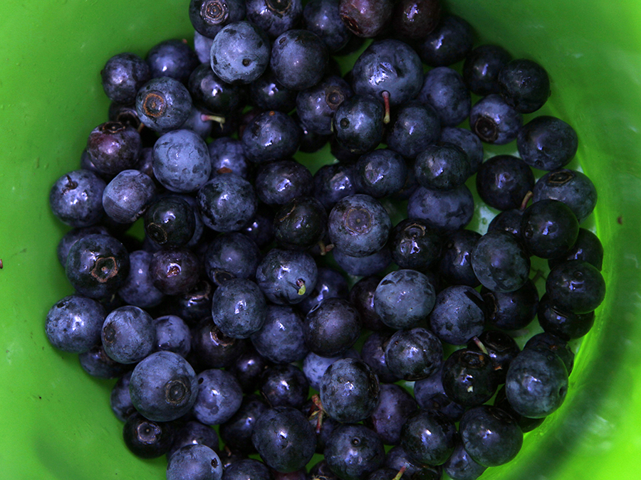 blueberries