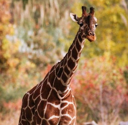 giraffe in fall crop.jpeg