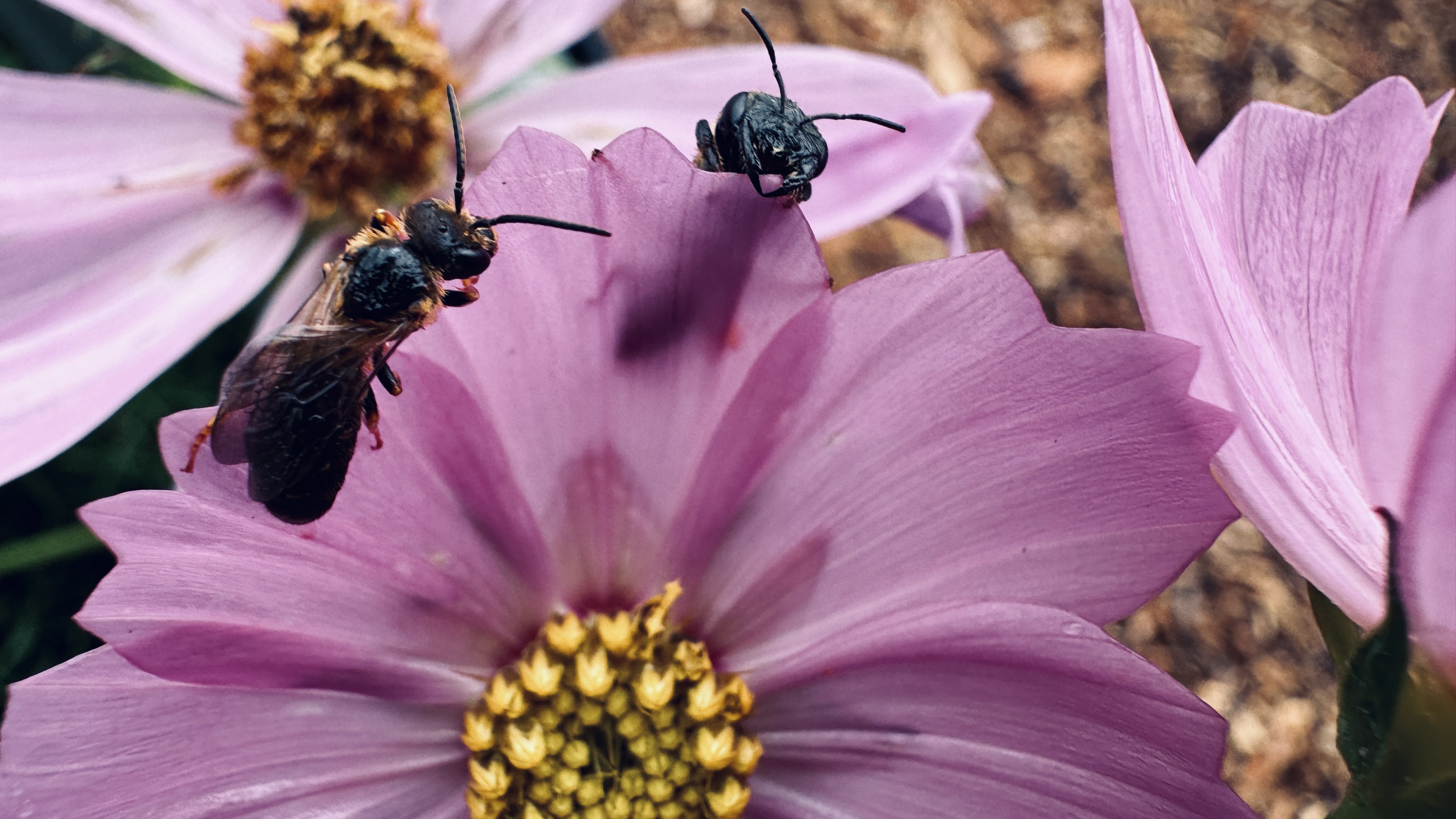 Flowers at Tampa Heights Community garden filled with sweat bees. 