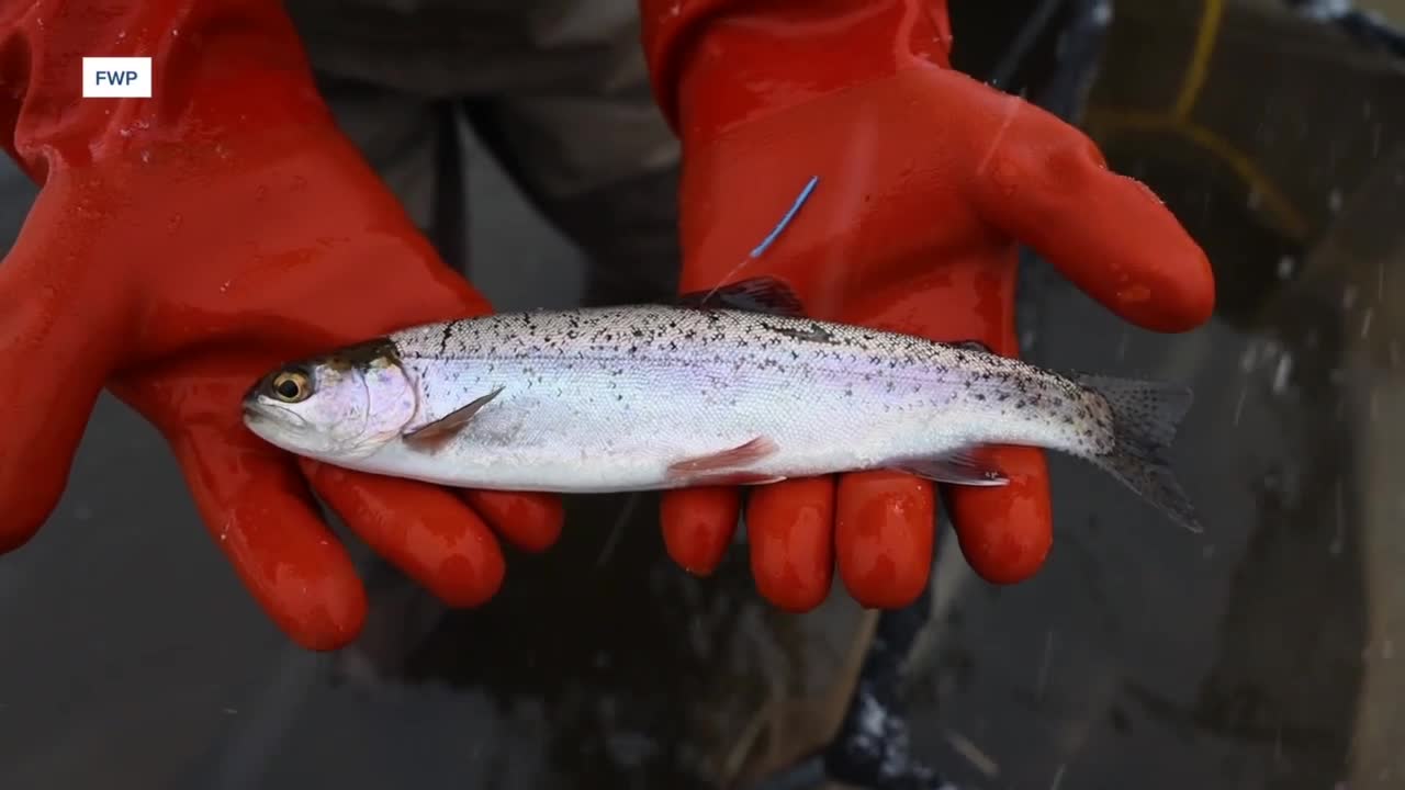 fwp fish tag.jpg