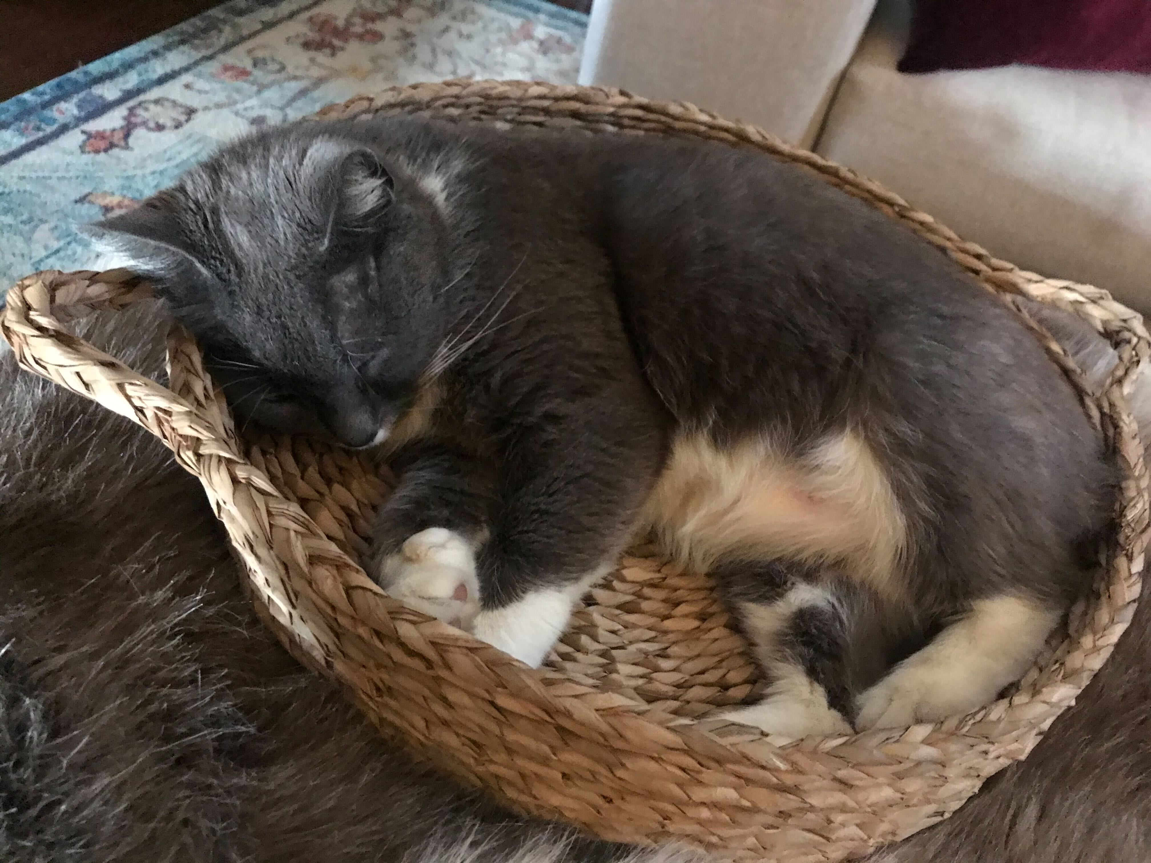 Georgetown "neighborhood cat"