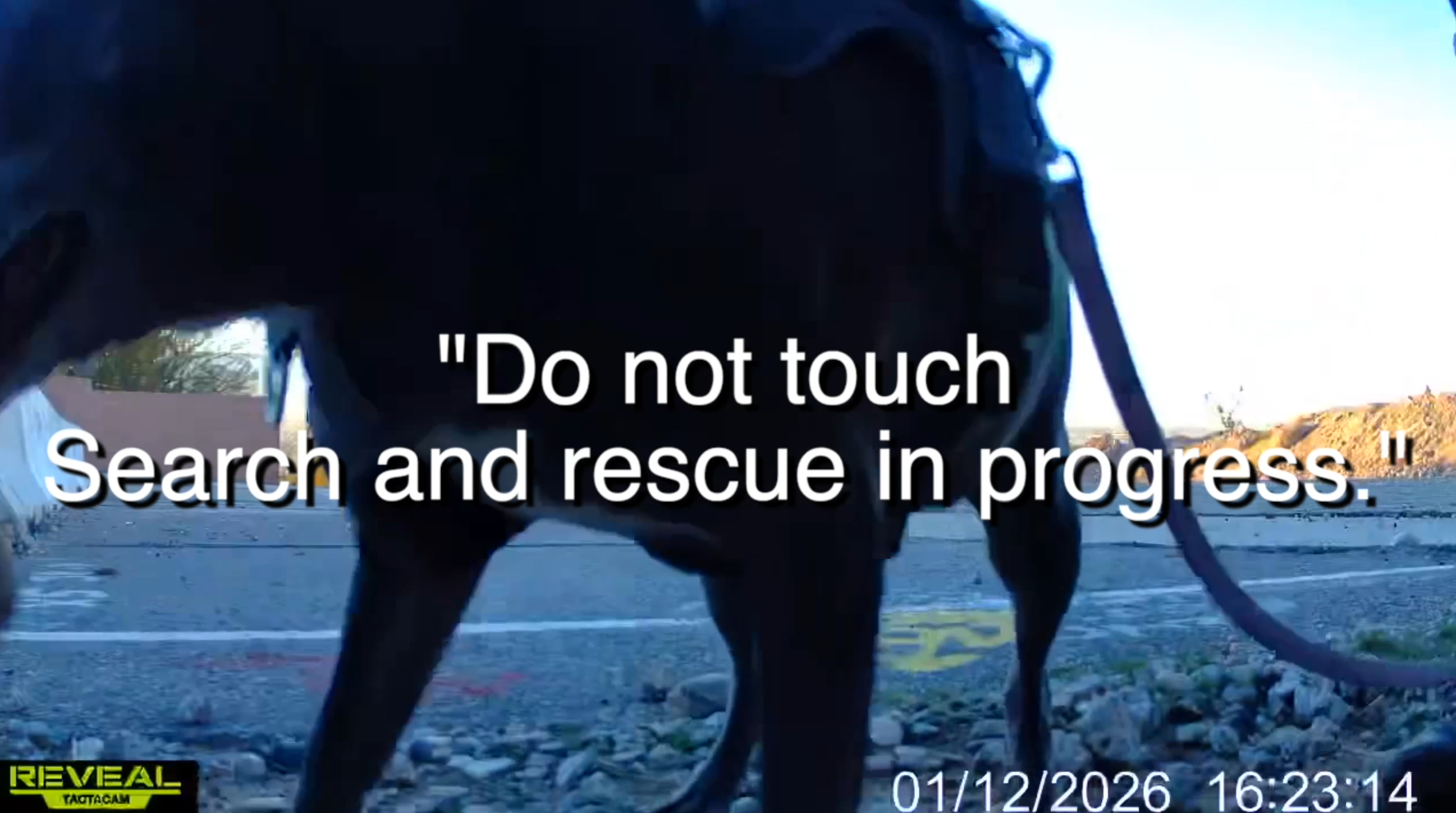 Las Vegas pet rescue group says stolen cameras put missing animals at risk 