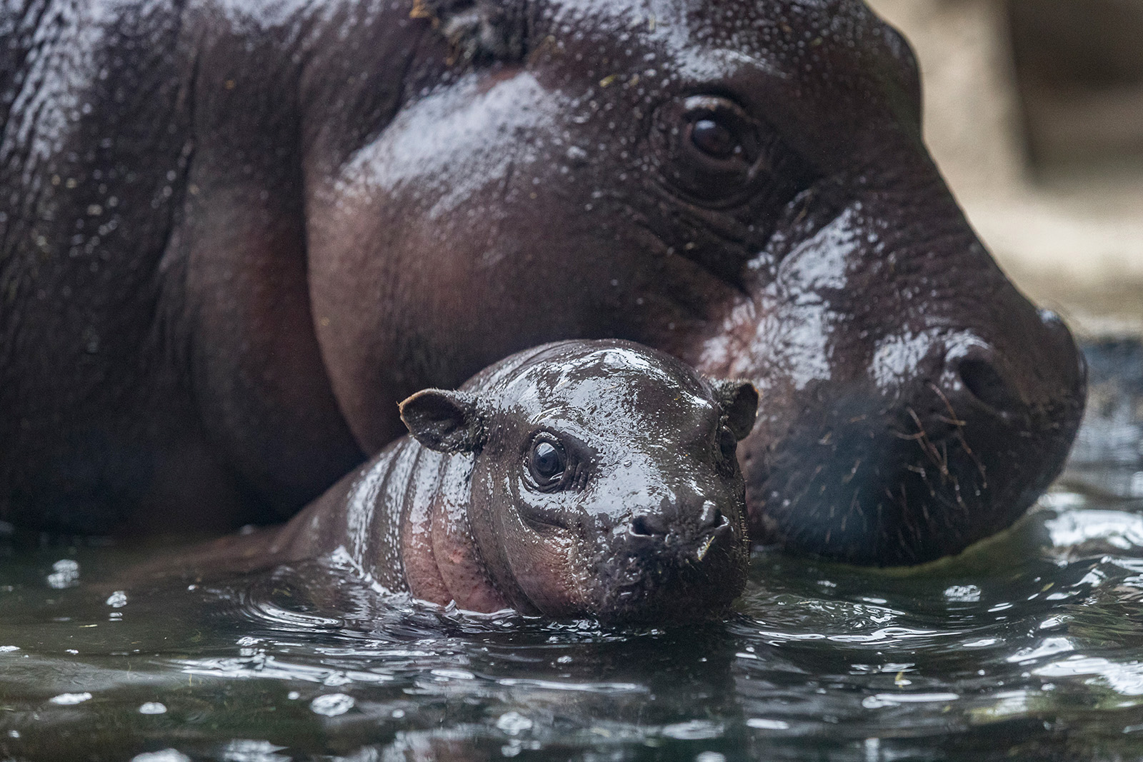 san diego zoo Pygmy Hippo Calf akobi 