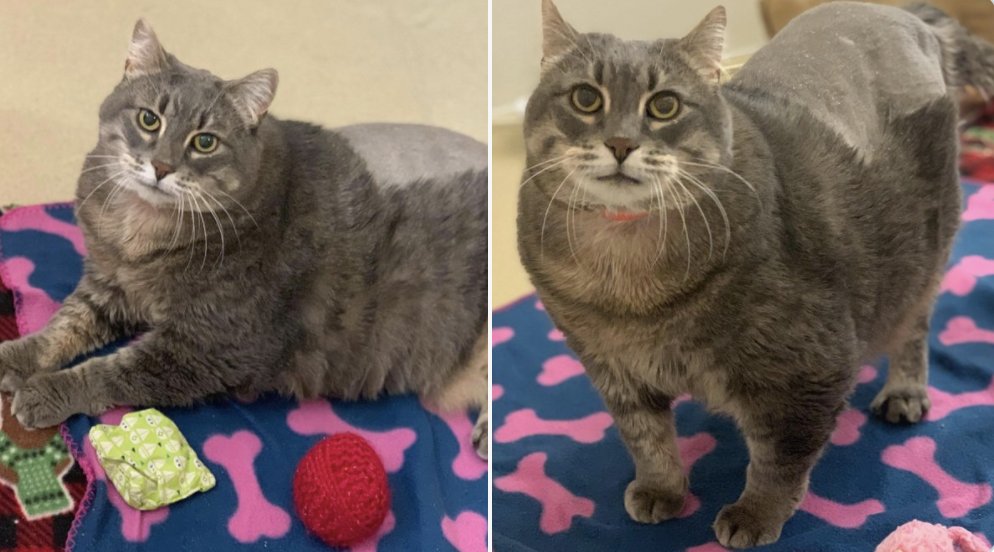 23-pound #ChonkyCat Buffy at Michigan Humane up for adoption